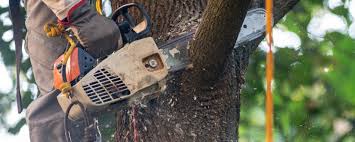 Best Pest Control for Lawns  in Clinton, OK