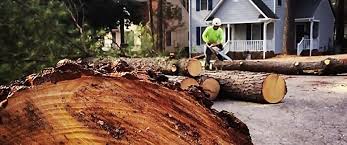 Best Tree Risk Assessment  in Clinton, OK
