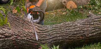 Best Tree Cabling and Bracing  in Clinton, OK