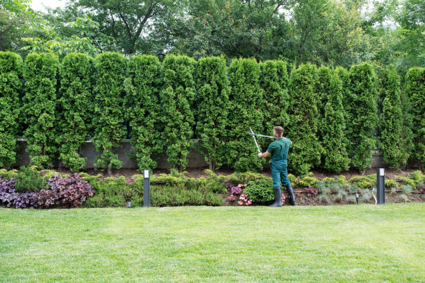 Best Tree Fertilization  in Clinton, OK