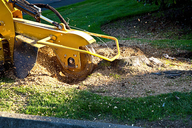 Best Commercial Tree Services  in Clinton, OK