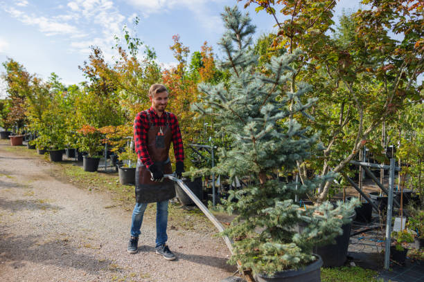 Best Tree Removal  in Clinton, OK