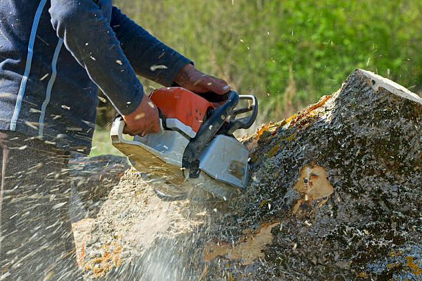 Best Tree Risk Assessment  in Clinton, OK
