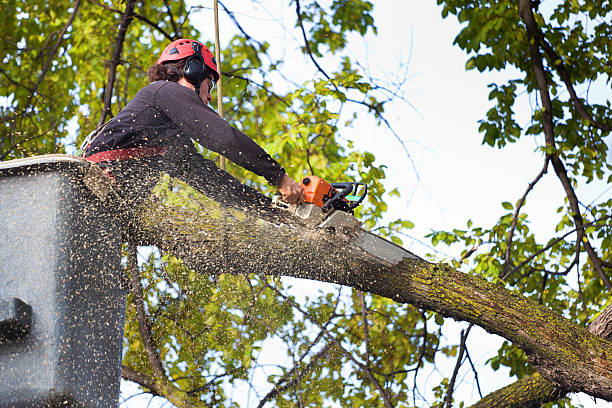 Best Lawn Pest Prevention  in Clinton, OK