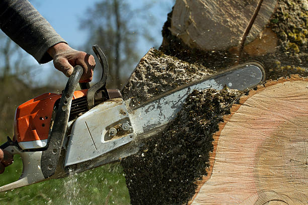 Professional Tree Services in Clinton, OK